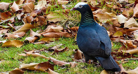 Appel au secours pour le Pigeon à couronne blanche de Guadeloupe - LPO | Biodiversité | Scoop.it