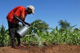 Investors Call For Govt Empowerment Into Agriculture  | AFRIQUES | Scoop.it