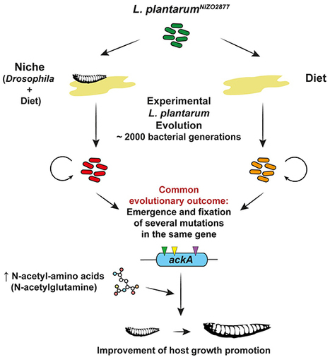 Evolution de la symbiose entre Lactobacillus plantarum et la drosophile : un exemple d'adaptation bactérienne à la nutrition de son hôte | EntomoNews | Scoop.it