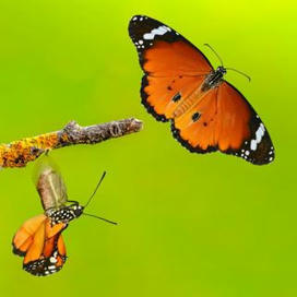 Papillons, mouches, coléoptères : la grande métamorphose des insectes - Charente Libre.fr | EntomoScience | Scoop.it