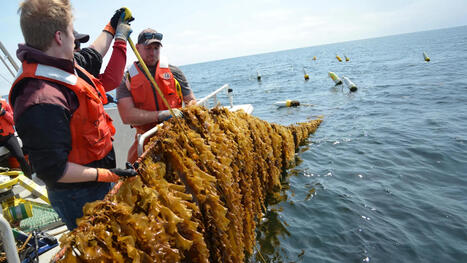 New research uncovers a surprisingly cheap way to farm kelp offshore | Soggy Science | Scoop.it