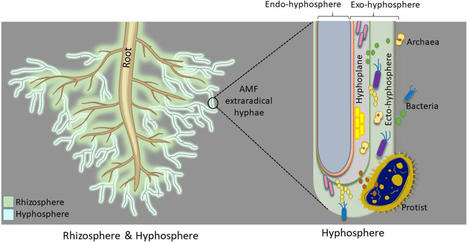 Hyphosphere microbiome of arbuscular mycorrhizal fungi: a realm of unknowns | Plant-Microbe Symbiosis | Scoop.it