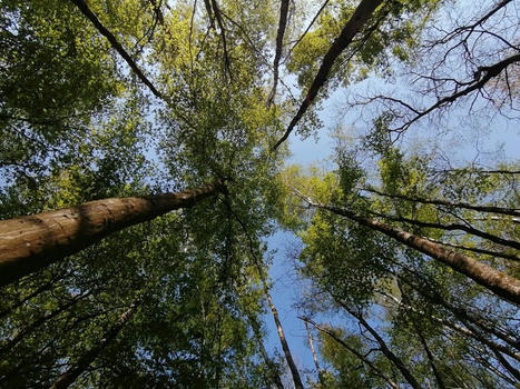 À la recherche des arbres remarquables des Yvelines | Histoires Naturelles | Scoop.it