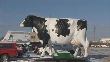 'Moo-ve' that trailer! St. Paul impounds fiberglass cow | Strange days indeed... | Scoop.it