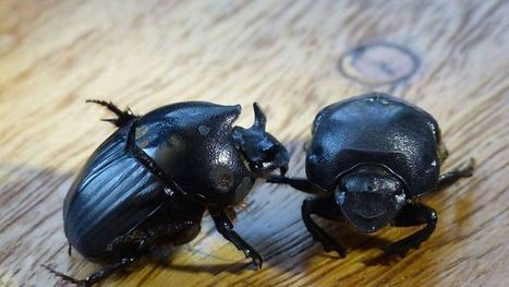 Poo-eating beetles and charcoal used by WA farmer to combat climate change - ABC Rural - ABC News | Stage 5 Sustainable Biomes | Scoop.it