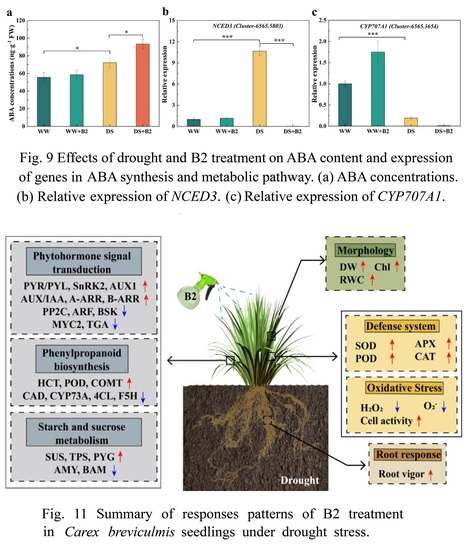 A novel plant growth regulator B2 mediates drought resistance by regulating reactive oxygen species, phytohormone signaling, phenylpropanoid biosynthesis, and starch metabolism pathways in Carex br... | Plant hormones (Literature sources on phytohormones and plant signalling) | Scoop.it