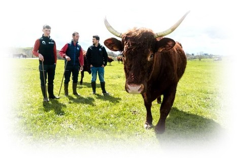 Le retour de la Salers traite, le Salers Tradition a la cote | Lait de Normandie... et d'ailleurs | Scoop.it