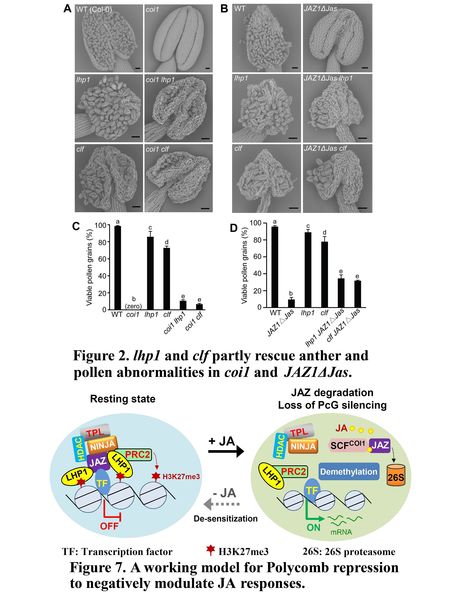 JASMONATE-ZIM DOMAIN proteins engage Polycomb chromatin modifiers to modulate Jasmonate signaling in Arabidopsis | Plant hormones (Literature sources on phytohormones and plant signalling) | Scoop.it