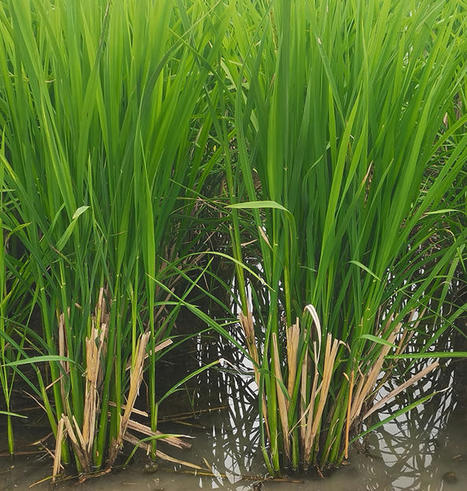 AGRICULTURE : Why perennial rice can be a gamechanger for farmers  | ALIMENTATIONS | Scoop.it