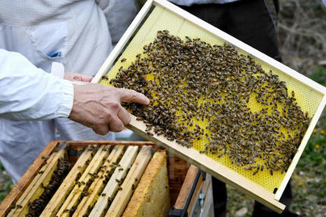 Occitanie : des abeilles et des mésanges connectées pour détecter la pollution | Revue de presse | Scoop.it