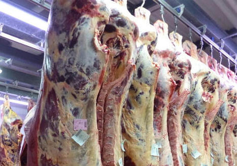 Près de 85 000 animaux de moins sur un an : les abattages de gros bovins ont reculé 7 mois consécutifs | Actualité Bétail | Scoop.it