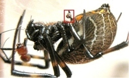 Une araignée qui recourt à l'autoémasculation pour survivre | EntomoNews | Scoop.it