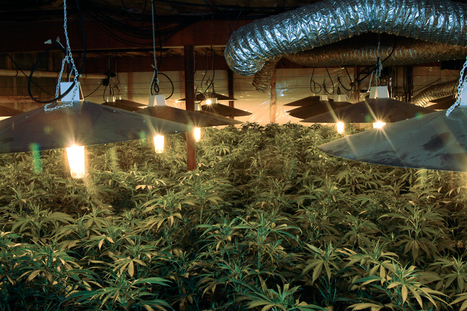 Is taking drugs bad for the environment? | No Such Thing As The News | Scoop.it