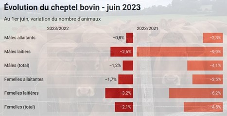 Bovins : la décapitalisation ralentit légèrement en juin | Lait de Normandie... et d'ailleurs | Scoop.it