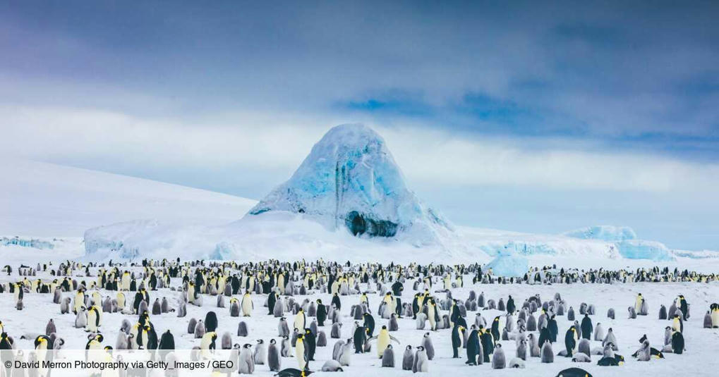 Une nouvelle colonie de manchots empereurs en A...