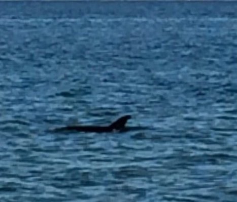 Vaine tentative des secours pour remettre au large un dauphin gris | Camargue Nature | Scoop.it