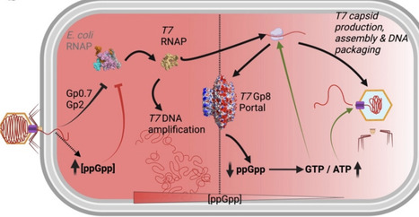 Phage Portal Proteins Suppress Bacterial Stringent Response to Promote Infection | brveco | RMH | Scoop.it