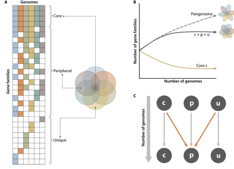 The grammar of the pangenome: terms, concepts, methods, and emerging patterns&mdash;a general framework for comparative genomics and genome biology | mmbr | RMH | Scoop.it