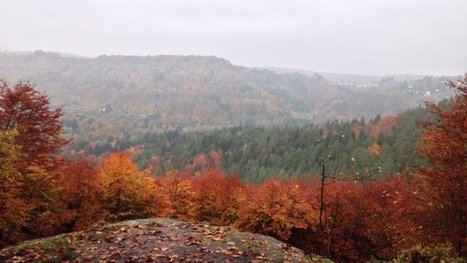 Une balade sur le sentier du Loosthal - France 3 Alsace | Biodiversit&eacute; | Scoop.it