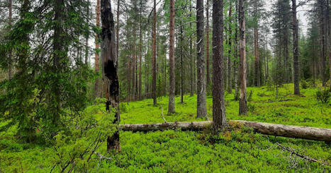 Metsä Group aikoo avohakata arvometsää selluksi Kemijärvellä – keski-ikä lähes 200 vuotta | Kotimaa | Yle | 1Uutiset - Lukemisen tähden | Scoop.it