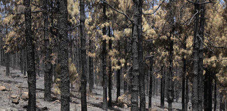 Wildfires have wreaked havoc this summer – these plants were prepared | Ecosystèmes Tropicaux | Scoop.it