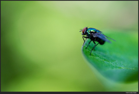 Review: Zeiss Touit 50mm f/2.8 Makro-Planar T*