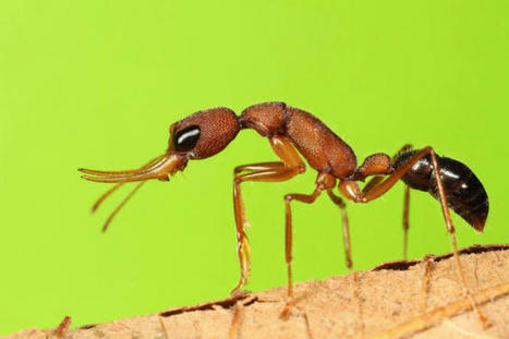 Zoologie : les reines fourmis carburent à l’insuline | EntomoNews | Scoop.it