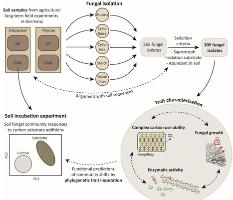 What are all these soil fungi doing? Complex carbon use ability as a predictive trait for fungal community functions | Brvm | RMH | Scoop.it