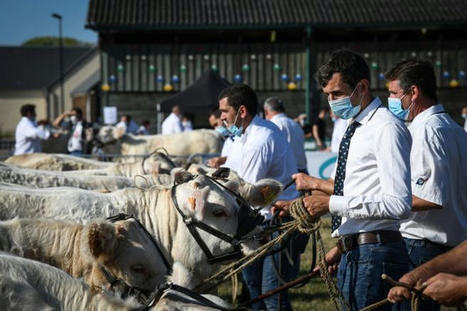 Plus de 450 bovins attendus aux concours nationaux veaux et adultes de la race charolaise, à Magny-Cours | Actualité Bétail | Scoop.it