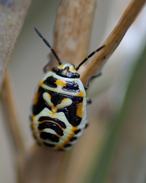 [Audio] Ces insectes qui nous soignent | Variétés entomologiques | Scoop.it