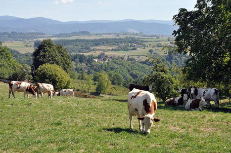Orthobunyavirus : des cas confirm&eacute;s dans 13 d&eacute;partements | SCIENCES DE L' ANIMAL | Scoop.it