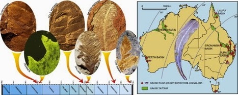 Des fossiles révèlent des relations plantes-insectes au Jurassique | EntomoNews | Scoop.it