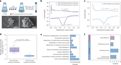 Redox mediator-based bacterial cooperation for anammox extracellular electron transfer | Nwtr | RMH | Scoop.it