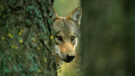 Le loup doit rester une espèce strictement protégée : lancement de la mobilisation citoyenne ! • | Histoires bien Naturelles | Scoop.it