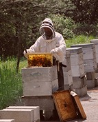 L’évaluation des produits phytosanitaires et du risque pour les abeilles | Variétés entomologiques | Scoop.it