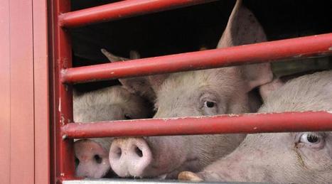 Yvelines. Des centaines d’éleveurs défient 50 végans devant un abattoir | La Gazette des abattoirs | Scoop.it