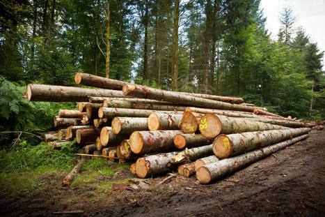 Holzverbrennung ist eine Katastrophe für das Klima und den Wald! | Kompass-Aktuell | Scoop.it
