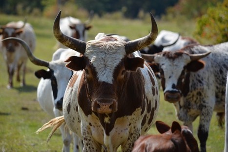 Préserver le patrimoine des races de vaches laitières anciennes de l'Amérique | Lait de Normandie... et d'ailleurs | Scoop.it