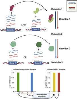 Analysis reveals SARS-CoV-2 infection causes deregulation of lung cell metabolism | healthcare technology | Scoop.it