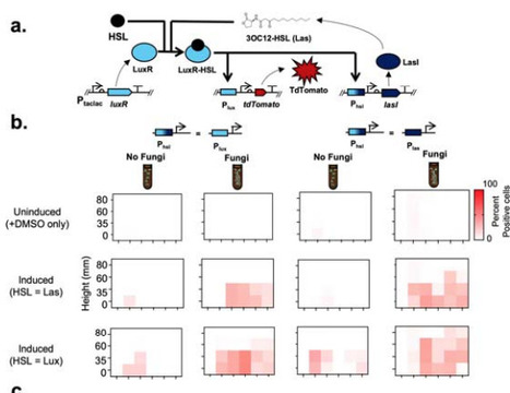Fungal Highways Enable Underground Biosensors | brvbe | RMH | Scoop.it