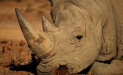 Rhino survival at tipping point? - iAfrica.com | Endangered species | Scoop.it