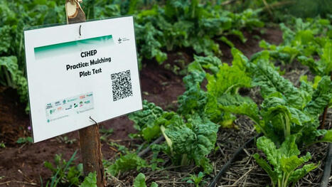 From fertiliser-centric to holistic soil health investment – Africa’s policy shift and pathways to agroecological transformation | Questions de développement ... | Scoop.it