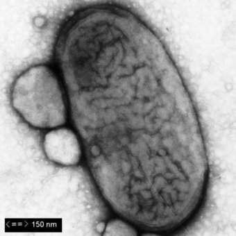 Circadian Clocks in Microorganisms | Science News | Scoop.it