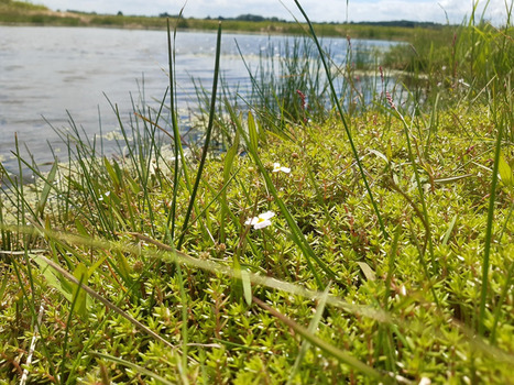 Enquête sur la distribution et la gestion de la crassule de Helms en France métropolitaine | Biodiversité | Scoop.it