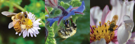 Les abeilles sont-elles aussi victimes de leur intelligence ? | EntomoScience | Scoop.it