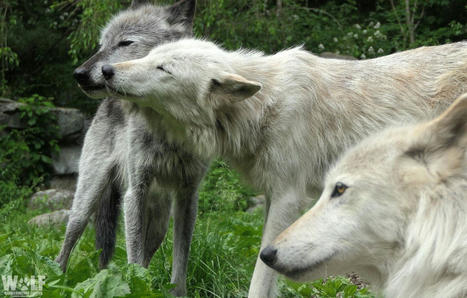 Pourquoi les loups hurlent-ils ? | Biodiversité - @ZEHUB on Twitter | Scoop.it
