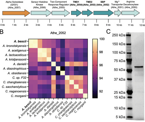 Structural insights into xyloglucan recognition by an ABC transporter from a Gram-positive, thermophilic bacterium | brvm | RMH | Scoop.it