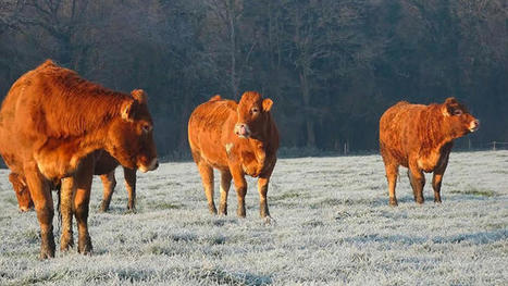 Retour sur deux ans d’essais de pâturage hivernal des bovins | Actualité Bétail | Scoop.it