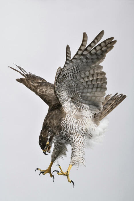 « Flight », vol humain et animal, au musée du Bourget - Revue L'éléphant | Biodiversité | Scoop.it
