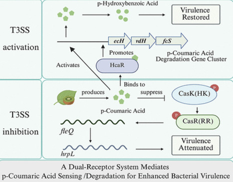 A Dual-Receptor System Mediates p-Coumaric Acid Sensing/Degradation for Enhanced Bacterial Virulence | acs | RMH | Scoop.it